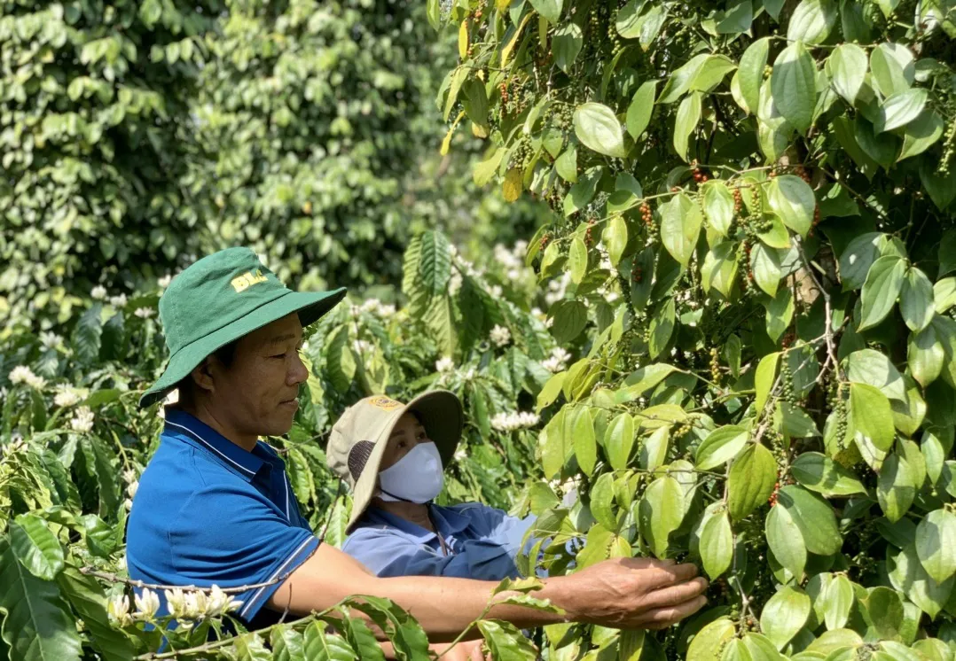 Giá tiêu hôm nay 29/4: kỳ vọng vượt mốc 100.000 đồng/kg ngay sau nghỉ lễ