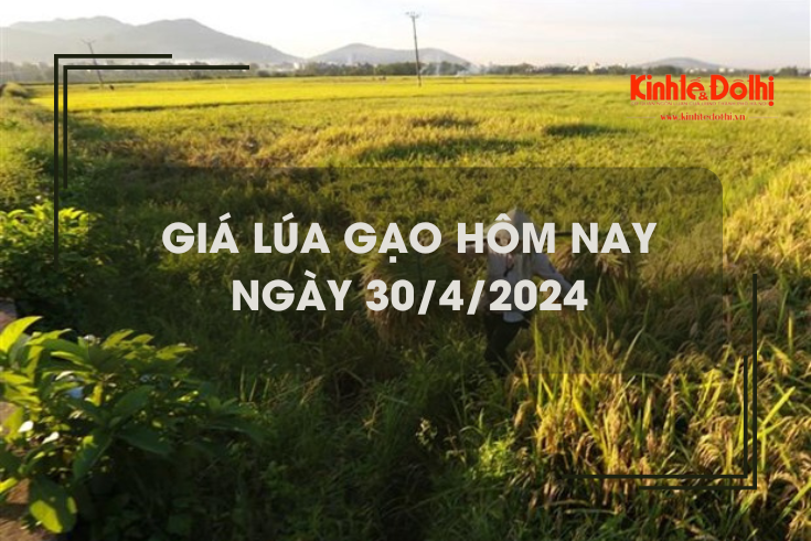 Giá lúa gạo hôm nay 30/4/2024: giá gạo giảm nhẹ