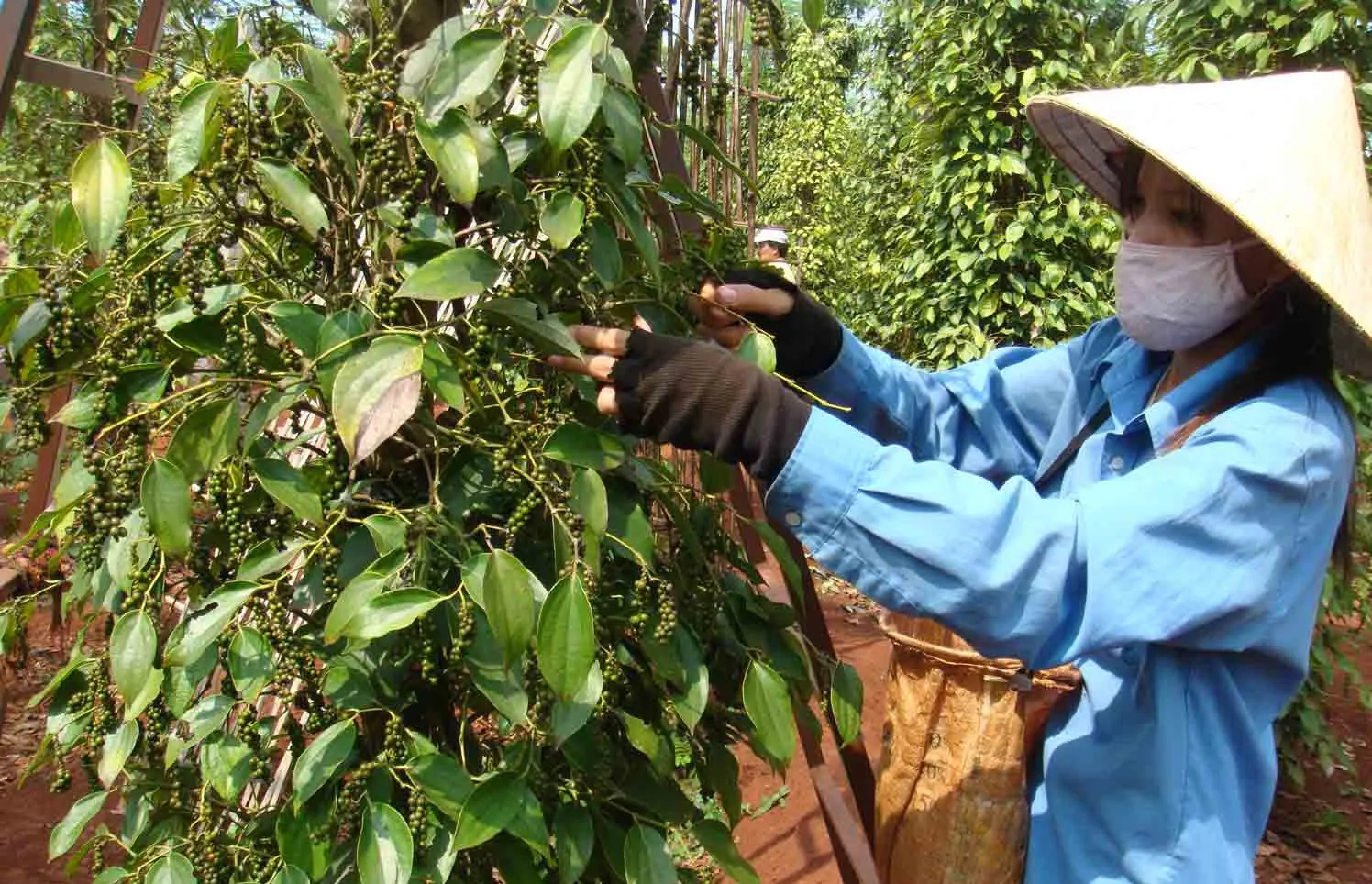 Giá tiêu hôm nay 2/5: tăng liền 4 tháng, rộng cửa cán mốc tỷ USD