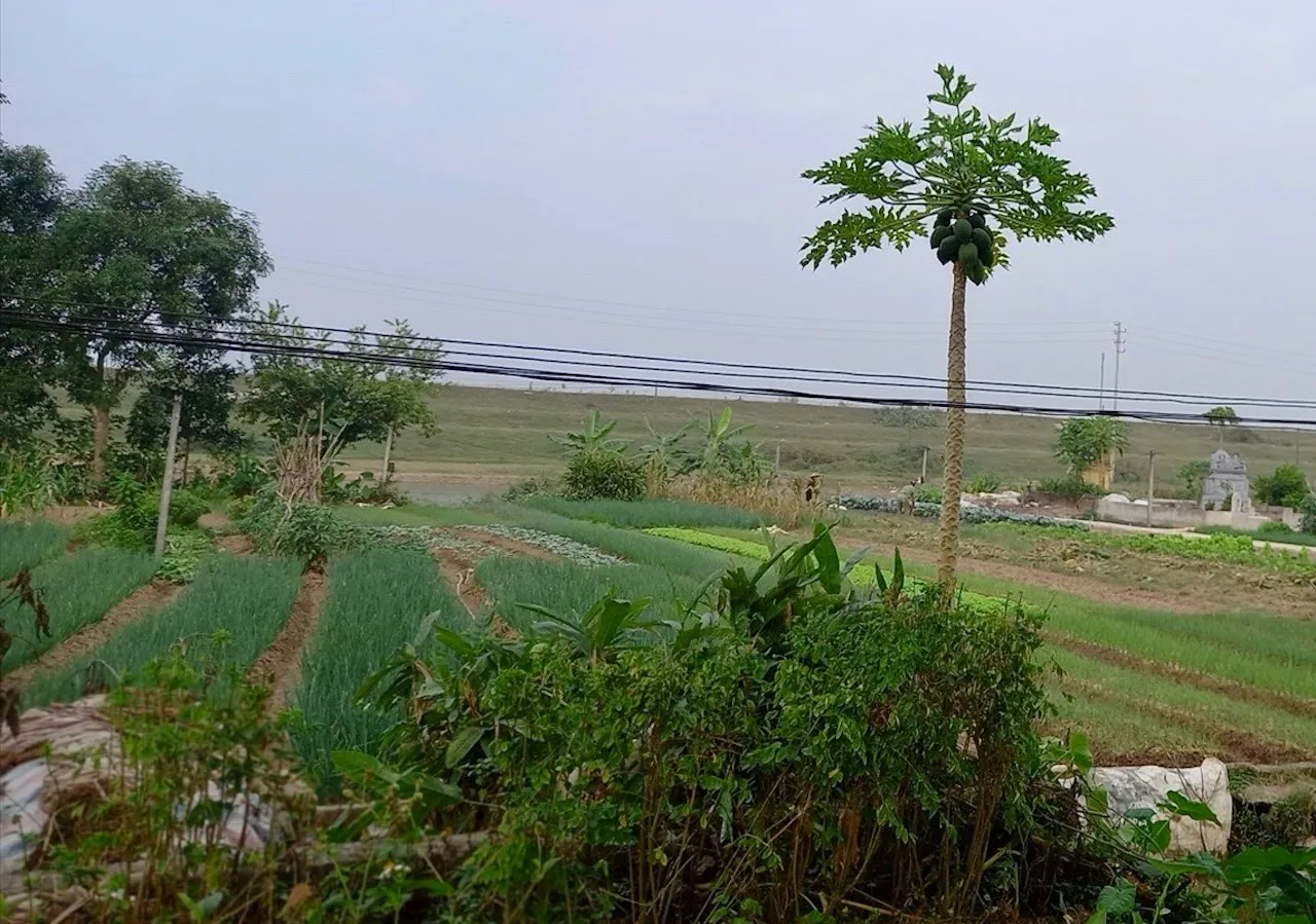 Huyện Phúc Thọ: vướng mắc khiến dự án Cụm công nghiệp Long Xuyên chậm tiến độ