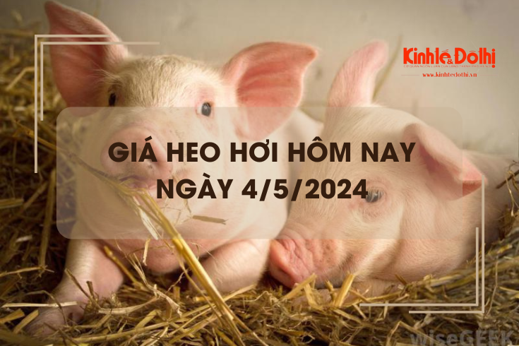Giá heo hơi hôm nay 4/5/2024: miền Bắc tăng nhẹ 1.000 đồng/kg