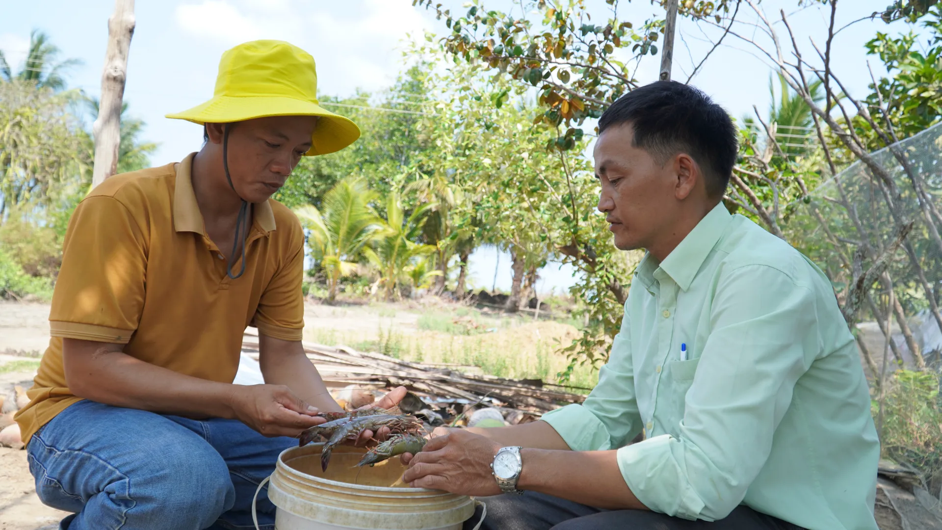 Kiên Giang: hạn hán gây thiệt hại gần 3.000 ha tôm