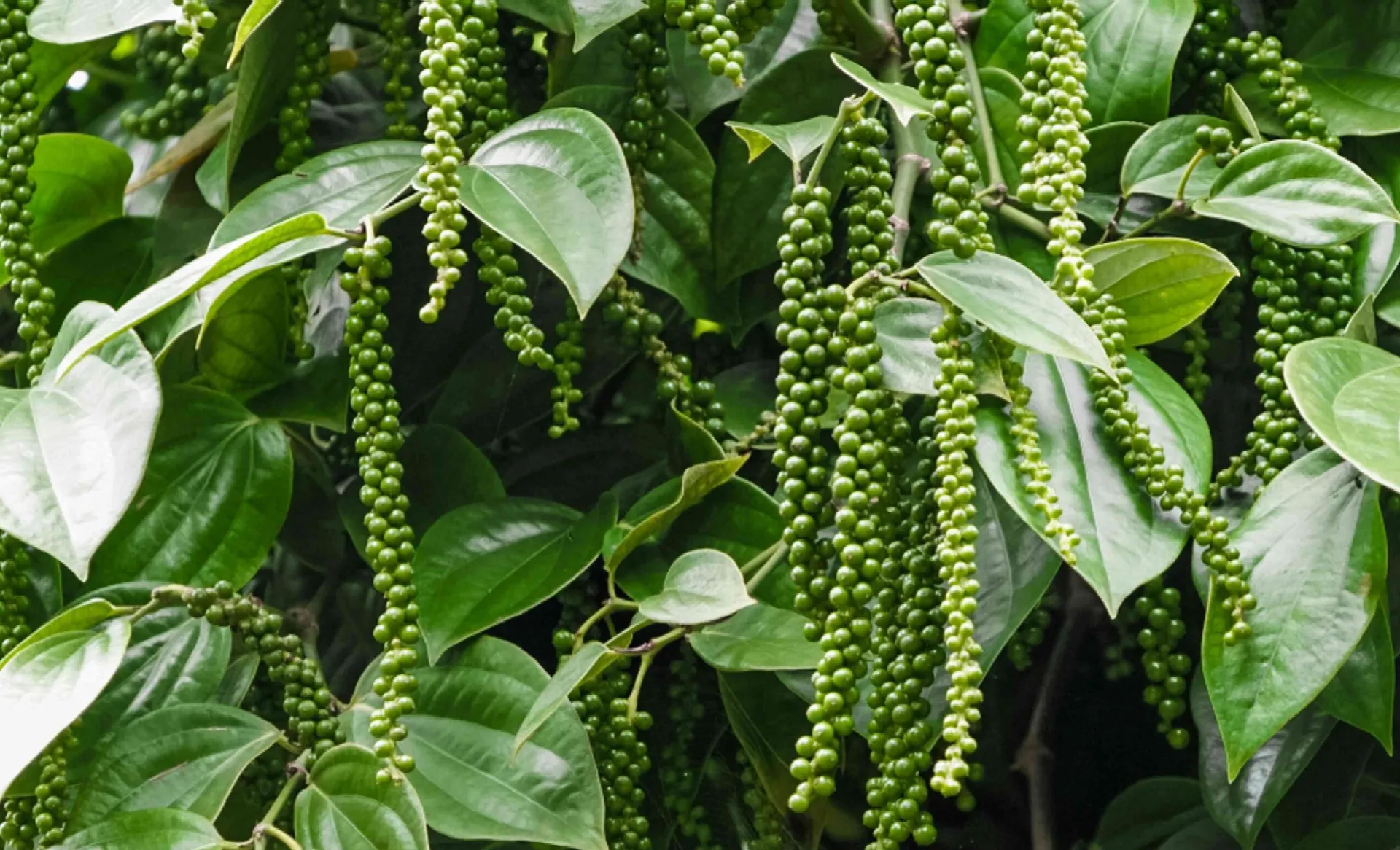 Giá tiêu hôm nay 5/5: giải mã đà tăng 6.000 đồng/kg của hồ tiêu tuần này