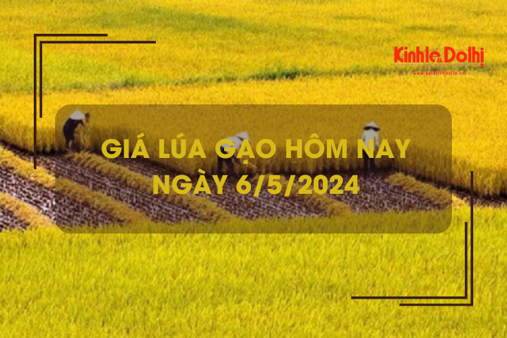 Giá lúa gạo hôm nay 6/5/2024: Giá gạo xuất khẩu bật tăng trở lại