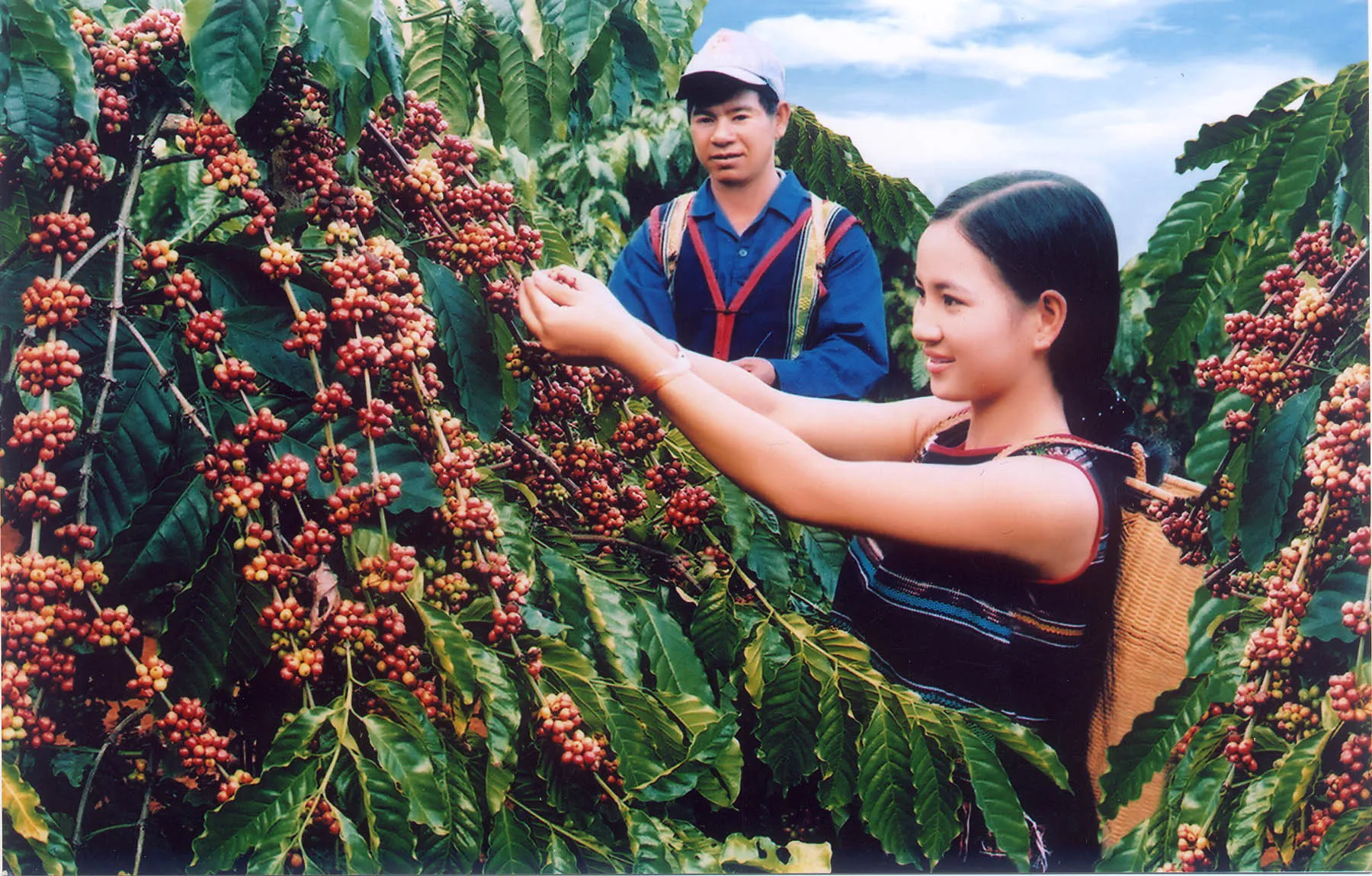 Giá cà phê hôm nay 6/5: giá cà phê còn giảm đến đâu trong tuần này?