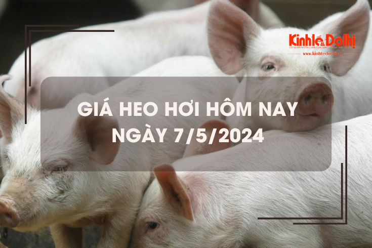 Giá heo hơi hôm nay 7/5/2024: tiếp tục tăng trên cả nước