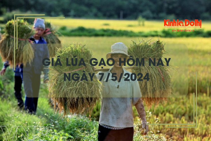 Giá lúa gạo hôm nay 7/5/2024: lúa Đông Xuân còn ít, giá neo cao