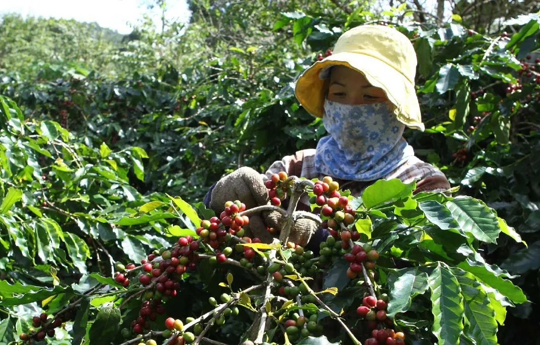 Giá cà phê hôm nay 10/5: tăng 2 ngày liền, lấy lại mốc 100.000 đồng/kg