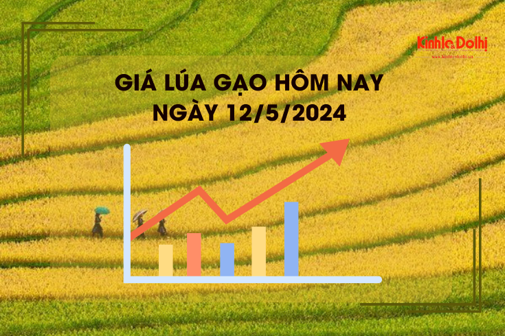 Giá lúa gạo hôm nay 12/5/2024: giá lúa tăng nhẹ