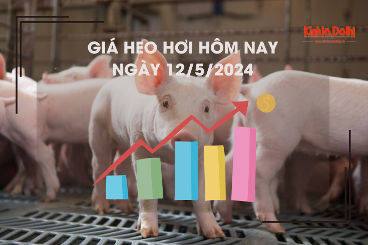 Giá heo hơi hôm nay 12/5/2024: cao nhất 65.000 đồng/kg