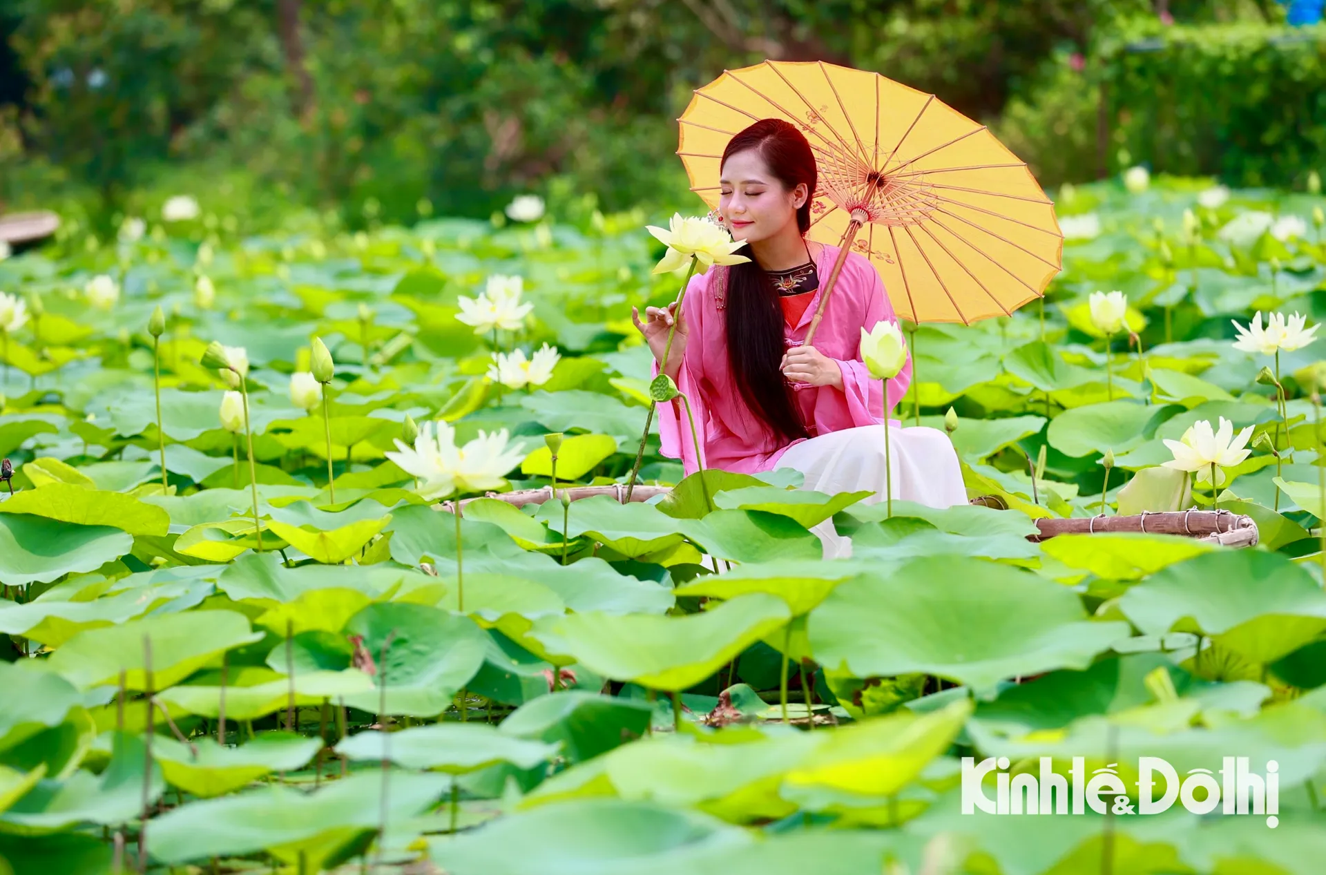 Mê mẩn với đầm sen trắng tinh khôi giữa lòng Hà Nội