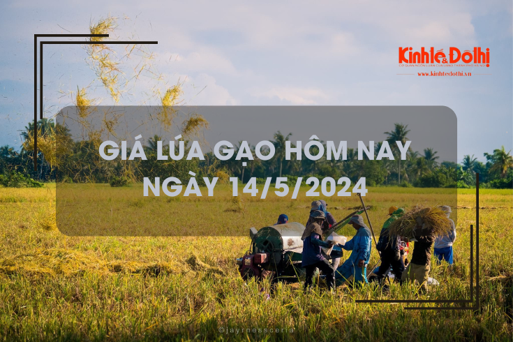 Giá lúa gạo hôm nay 14/5/2024: giá gạo bật tăng