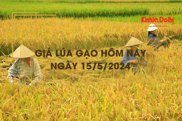 Giá lúa gạo hôm nay 15/5/2024: giá lúa tăng giảm trái chiều