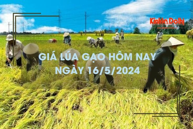 Giá lúa gạo hôm nay 16/5/2024: nhu cầu mua lúa Hè Thu chưa nhiều