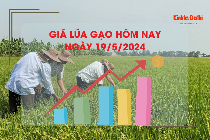 Giá lúa gạo hôm nay 19/5/2024: lúa gần ngày cắt thương lái trả thấp