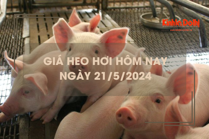 Giá heo hơi hôm nay 21/5/2024: miền Bắc chạm mốc 68.000 đồng/kg