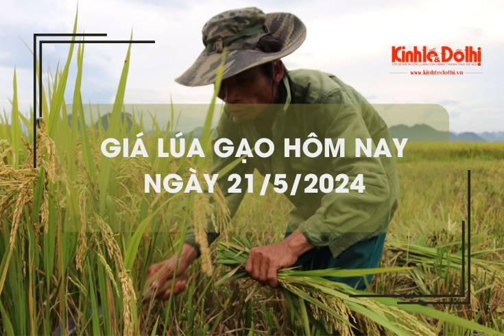 Giá lúa gạo hôm nay 21/5/2024: giá gạo tăng, giá lúa chững