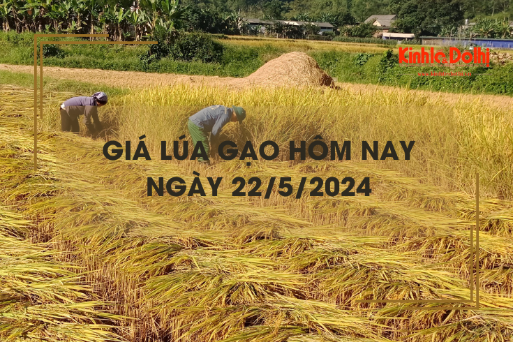 Giá lúa gạo hôm nay 22/5/2024: giá gạo tiếp tục tăng nhẹ