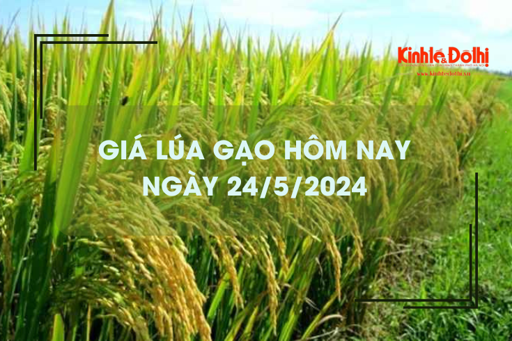 Giá lúa gạo hôm nay 24/5/2024: giá gạo bật tăng 4.000 đồng/kg