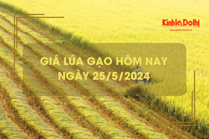 Giá lúa gạo hôm nay 25/5/2024: giá gạo giảm nhẹ