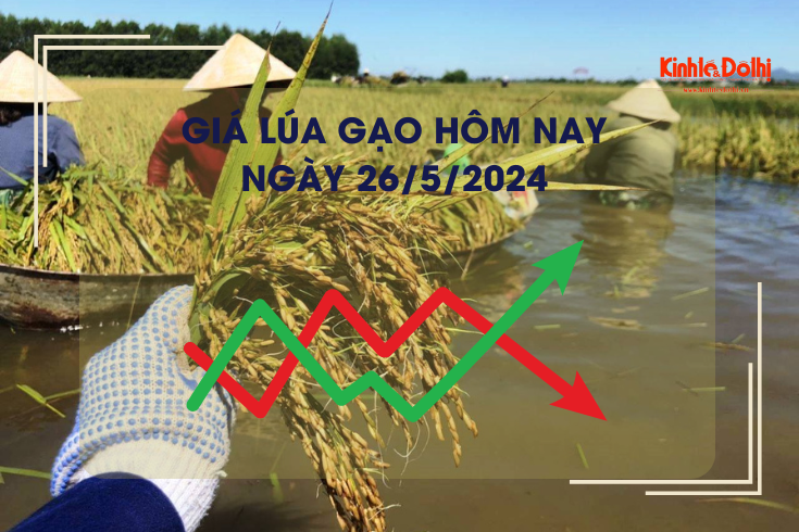 Giá lúa gạo hôm nay 26/5/2024: giá gạo xuất khẩu giảm nhẹ