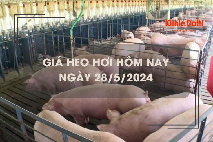 Giá heo hơi hôm nay 28/5/2024: biến động trái chiều