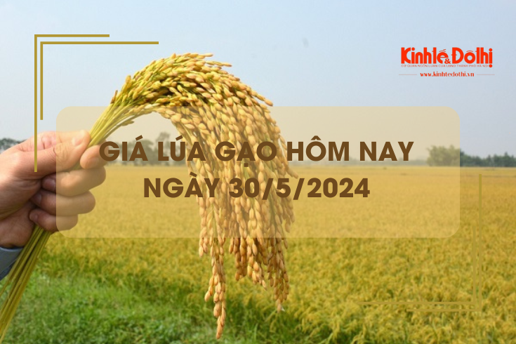 Giá lúa gạo hôm nay 30/5/2024: giá gạo xuất khẩu neo ở mức thấp