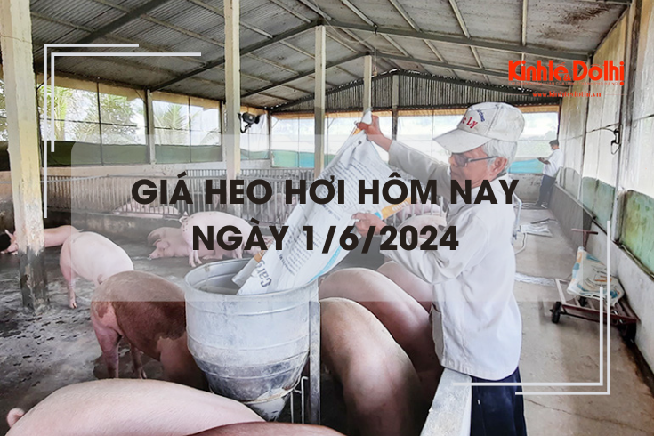 Giá heo hơi hôm nay 1/6/2024: giảm 1.000 đồng/kg trên cả 3 miền