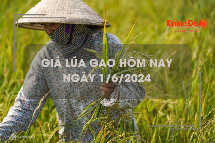 Giá lúa gạo hôm nay 1/6/2024: giá gạo xuất khẩu tiếp tục giảm
