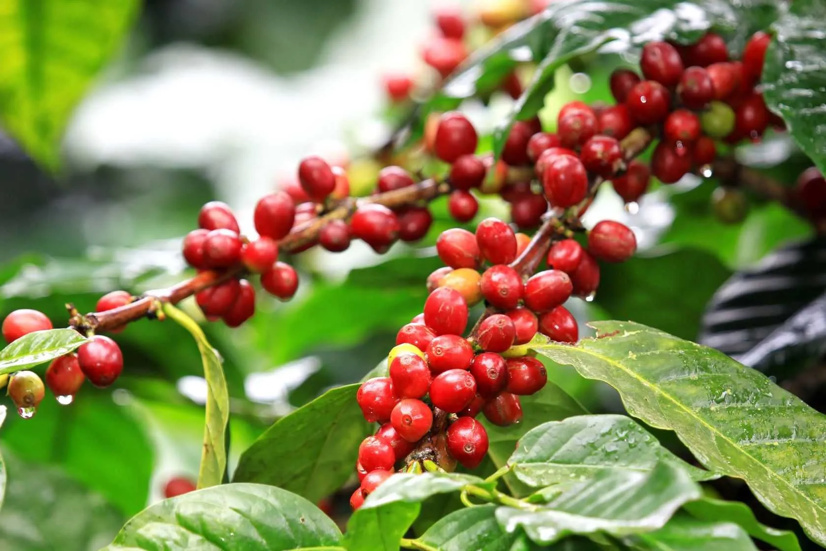 Giá cà phê hôm nay 2/6: Robusta tăng 600 USD trong hơn 2 tuần qua