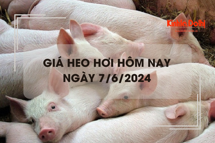 Giá heo hơi hôm nay 7/6/2024: miền Bắc tăng 1.000 đồng/kg