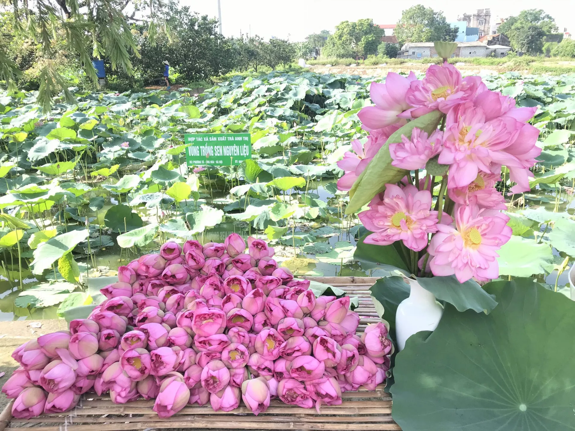 Nhân rộng những vùng sen Hà Nội