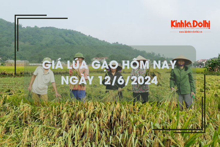 Giá lúa gạo hôm nay 12/6/2024: giá gạo tăng, giá lúa chững