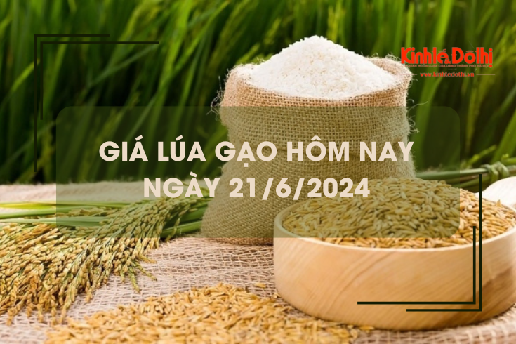 Giá lúa gạo hôm nay 21/6/2024: giá lúa giảm mạnh, giá gạo biến động trái chiều