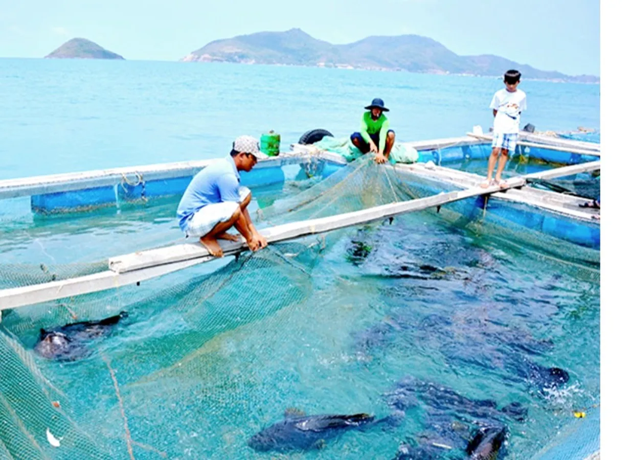 Xây dựng cơ chế chính sách thu hút đầu tư để phát triển nghề nuôi biển