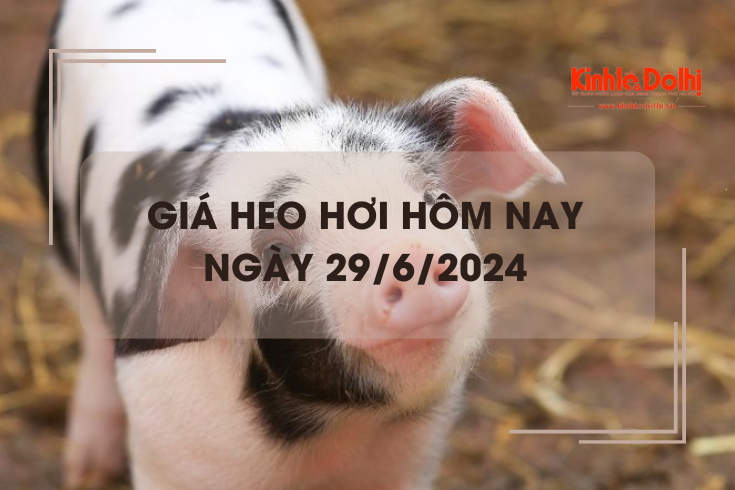 Giá heo hơi hôm nay 29/6/2024: miền Bắc thu mua trong khoảng 67.000 - 69.000 đồng/kg