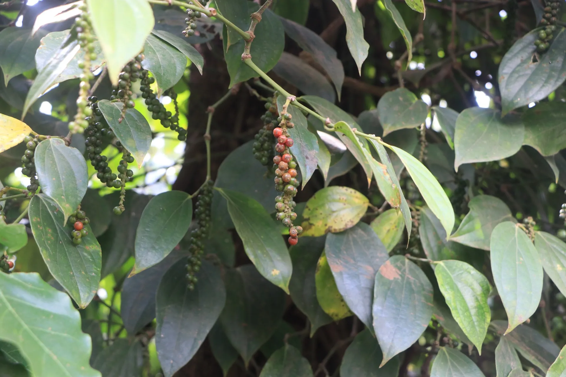 Giá tiêu hôm nay 29/6: thị trường "nhảy múa", chỉ Sri Lanka, Malaysia tăng trong tuần