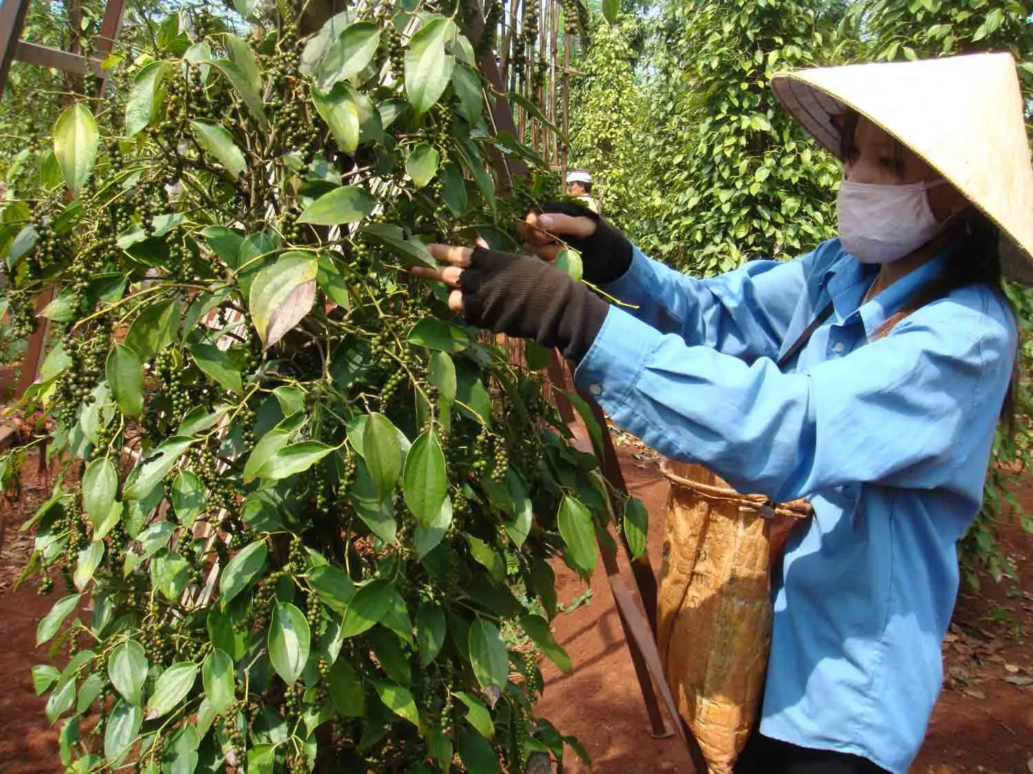 Giá tiêu hôm nay 4/7: giảm giá trên toàn cầu, trong nước về dưới 150.000 đồng/kg
