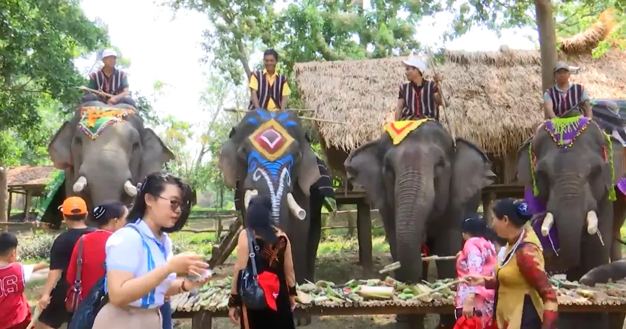 Đắk Lắk: bảo tồn và phát triển loài voi gắn với du lịch