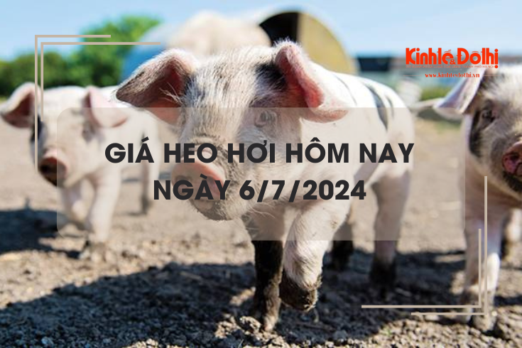 Giá heo hơi hôm nay 6/7/2024: Bình Định tiếp tục neo ở mức giá thấp 61.000 đồng/kg