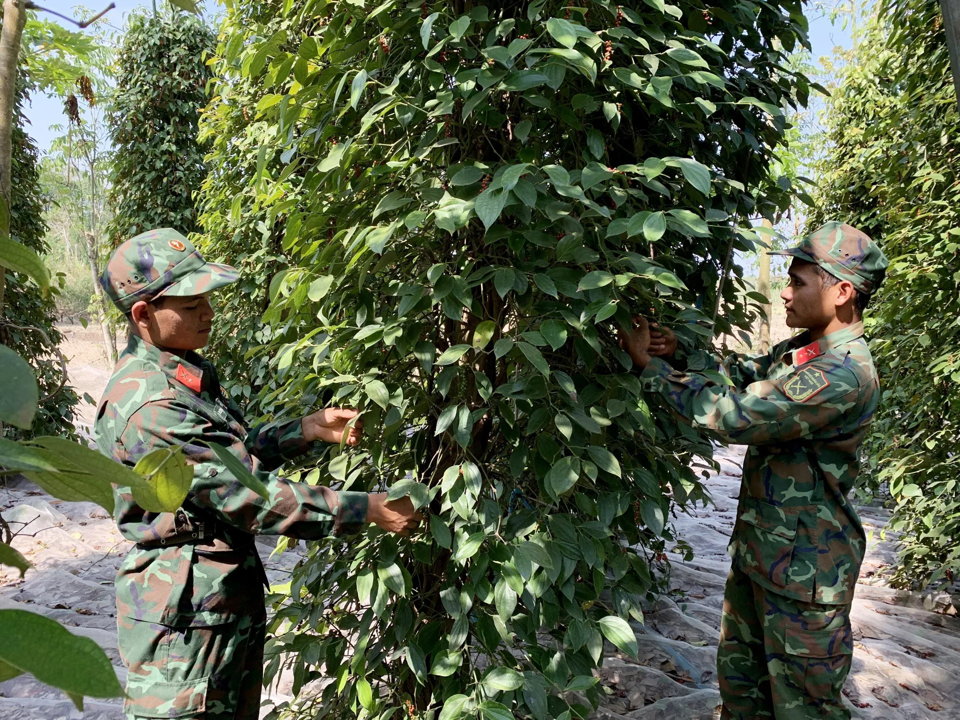 Giá tiêu hôm nay 7/7: tăng 2 ngày liền, giá tiêu xuất khẩu tăng, lượng giảm