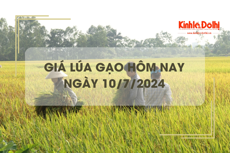 Giá lúa gạo hôm nay 10/7/2024: trong nước và gạo xuất khẩu giảm nhẹ