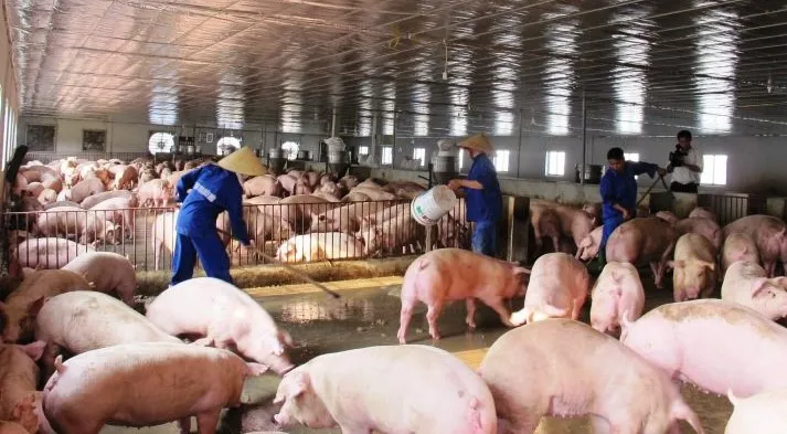 Nguồn cung tăng, giá lợn hơi vẫn ở mức cao đến cuối năm