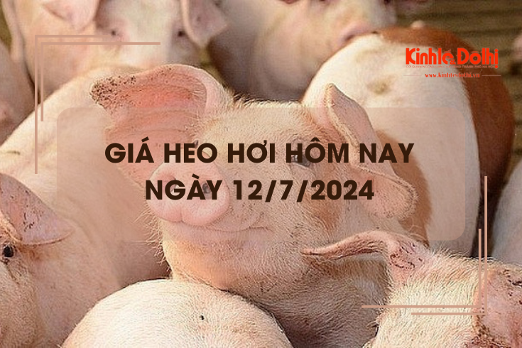 Giá heo hơi hôm nay 12/7/2024: Nam Định thu mua với giá cao nhất 69.000 đồng/kg