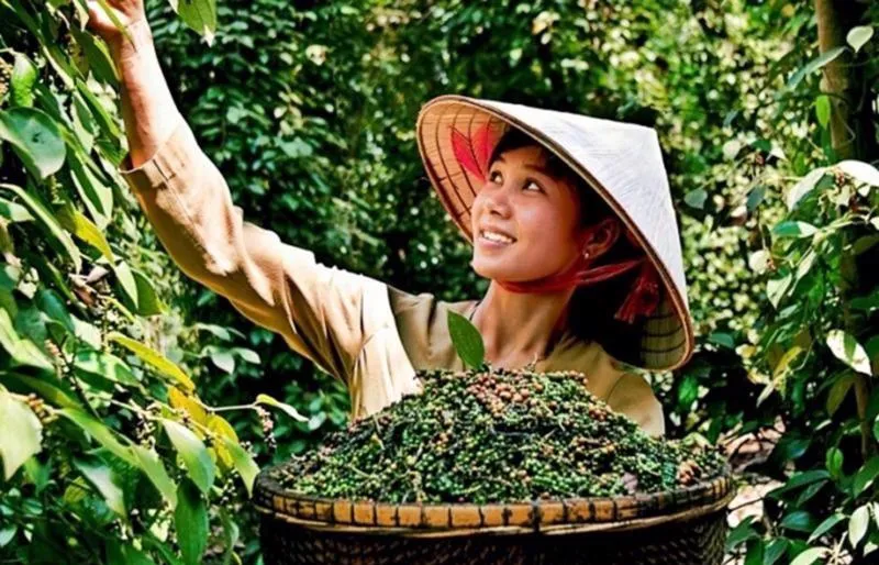 Giá tiêu hôm nay 13/7: giá tiêu Indonesia tuần này tiếp tục tăng, Ấn Độ giảm