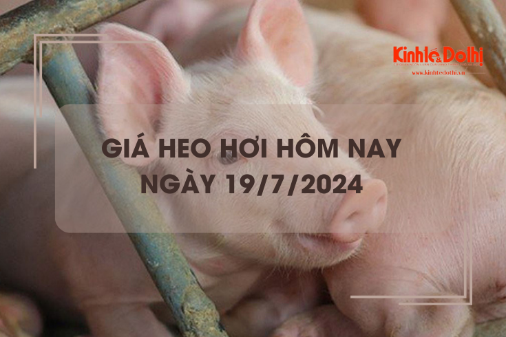 Giá heo hơi hôm nay 19/7/2024: miền Bắc giao dịch trong khoảng 65.000 - 67.000 đồng/kg