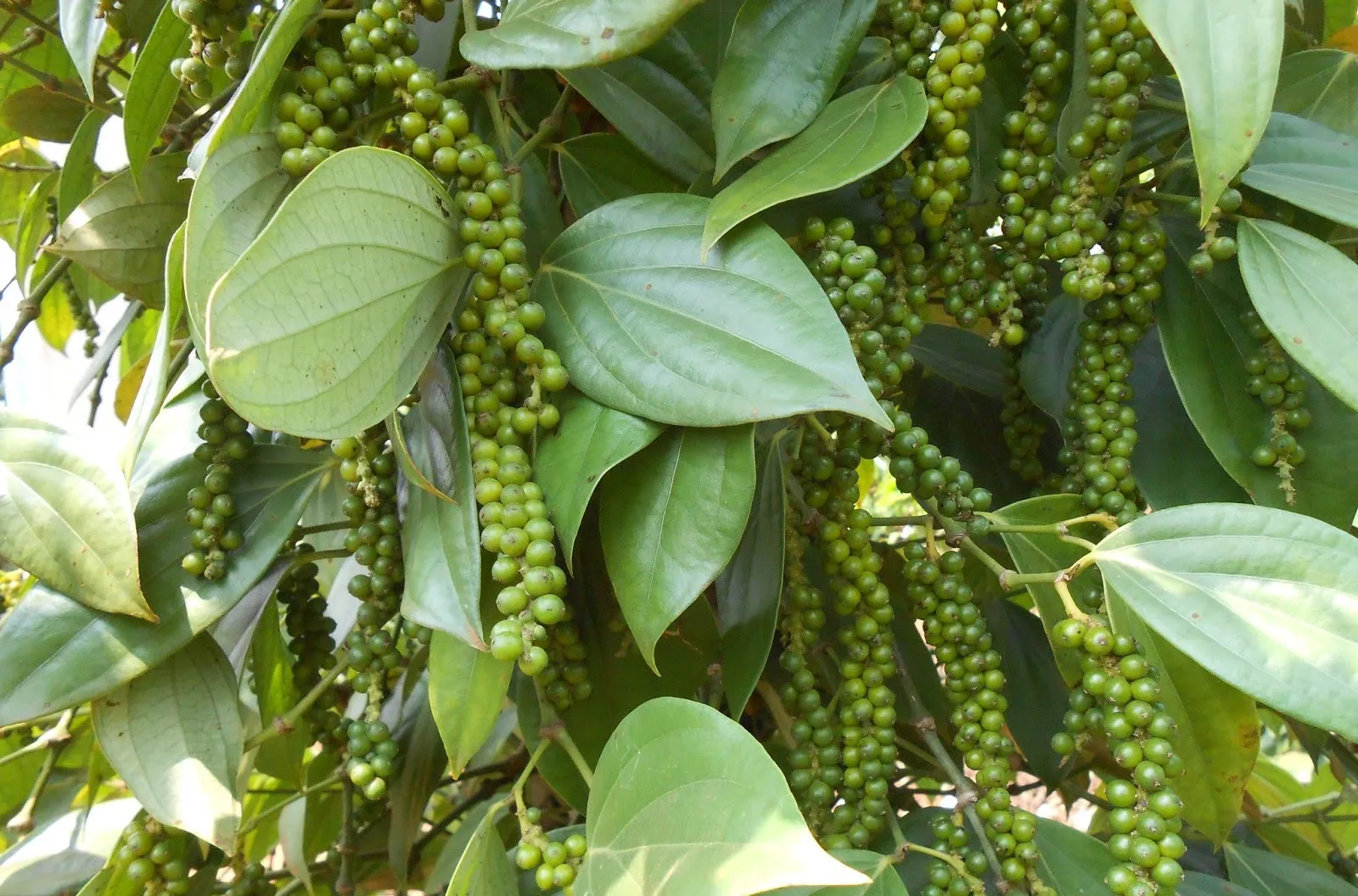 Giá tiêu hôm nay 20/7: 2 nguyên nhân đẩy hạt tiêu giảm tới 3.000 đồng/kg