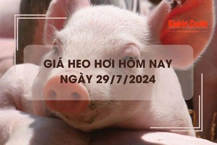 Giá heo hơi hôm nay 29/7/2024: giảm nhẹ 1.000 đồng/kg