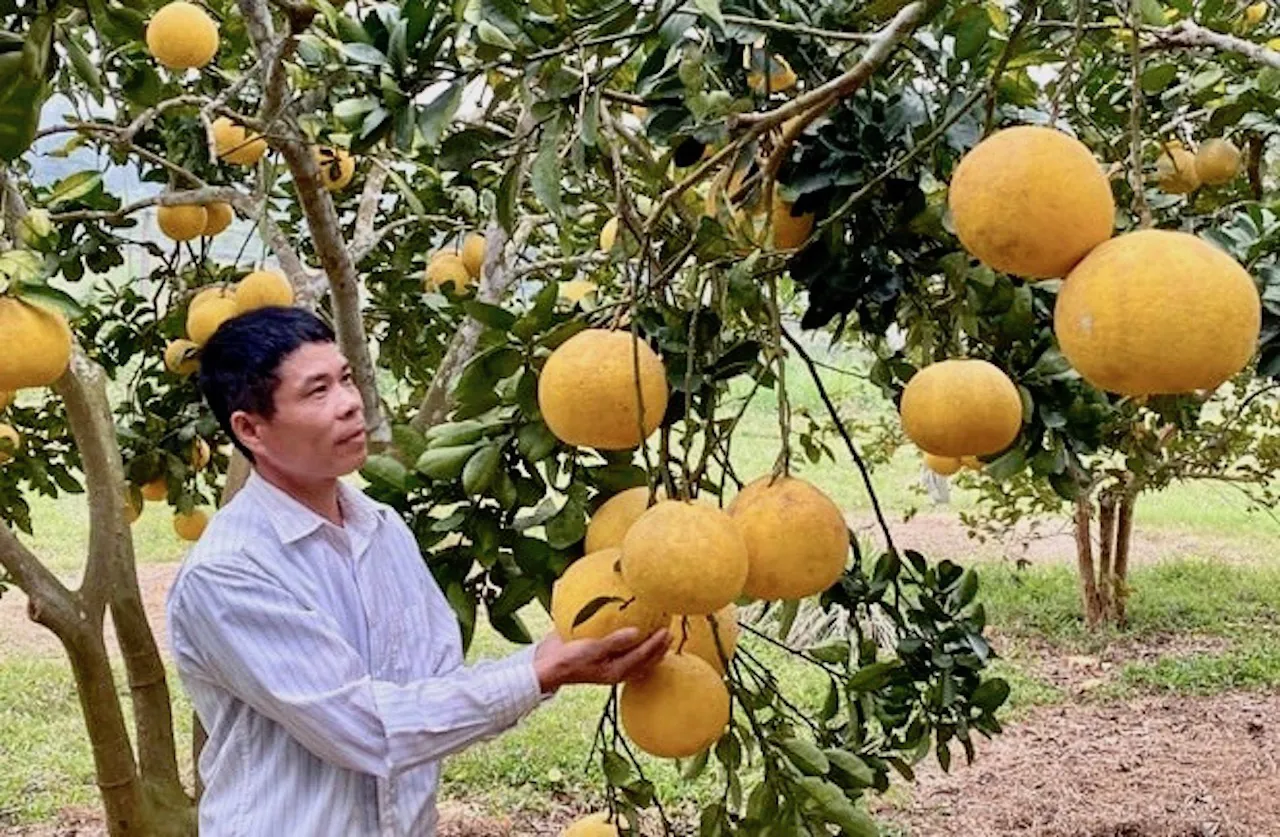 Hàn Quốc chính thức cho phép nhập khẩu quả bưởi tươi từ Việt Nam