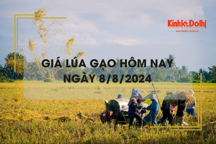 Giá lúa gạo hôm nay 8/8/2024: giá gạo tăng 50 - 100 đồng/kg